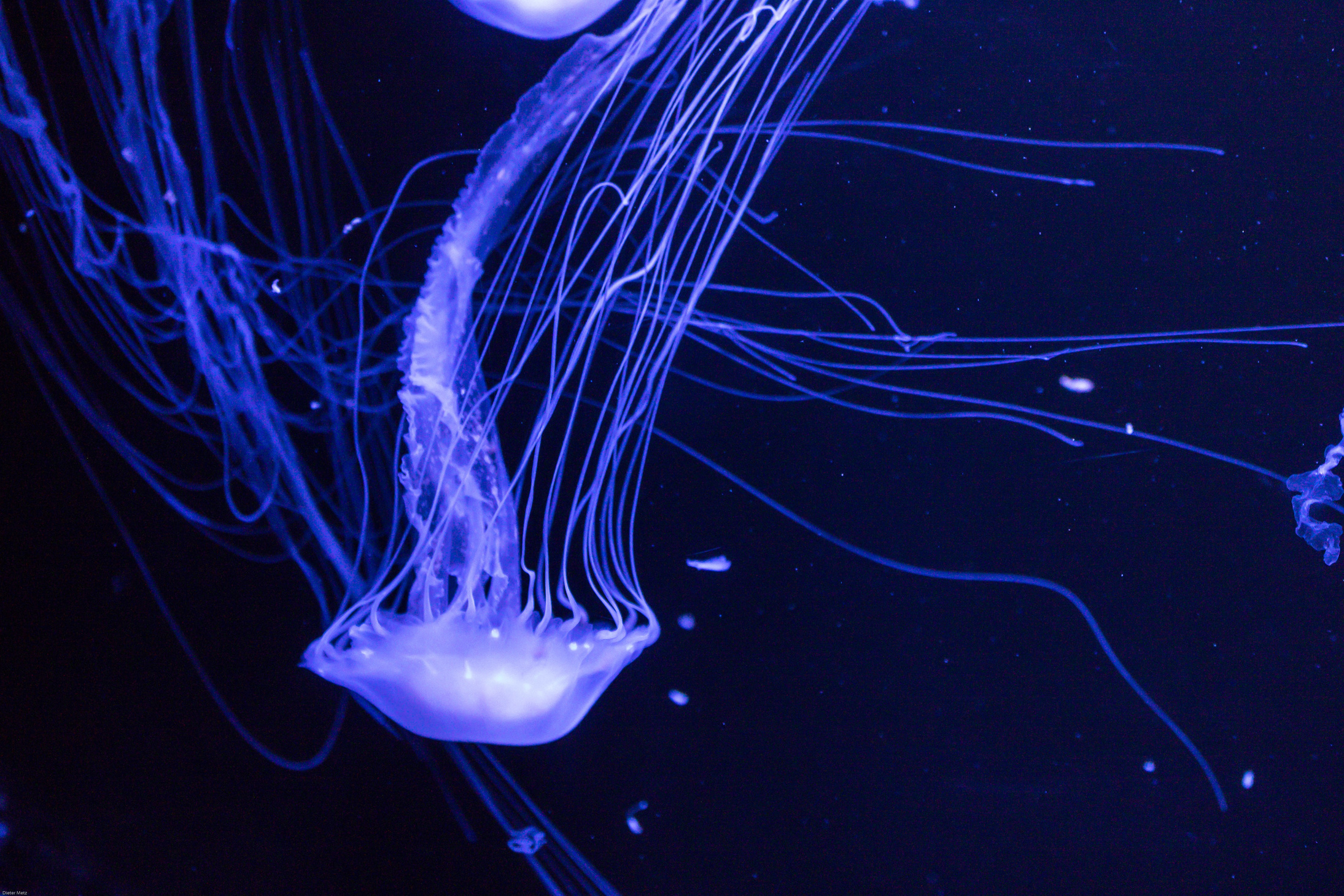 Jellyfish, Tentacle, Sea, Blue, Water, Ocean